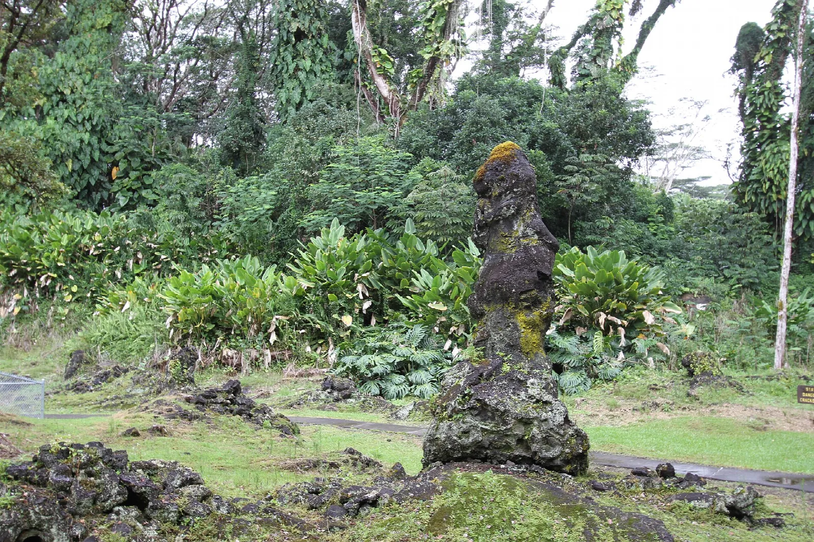 A tall mossy lava tree mold beside a path, surrounded by green plants