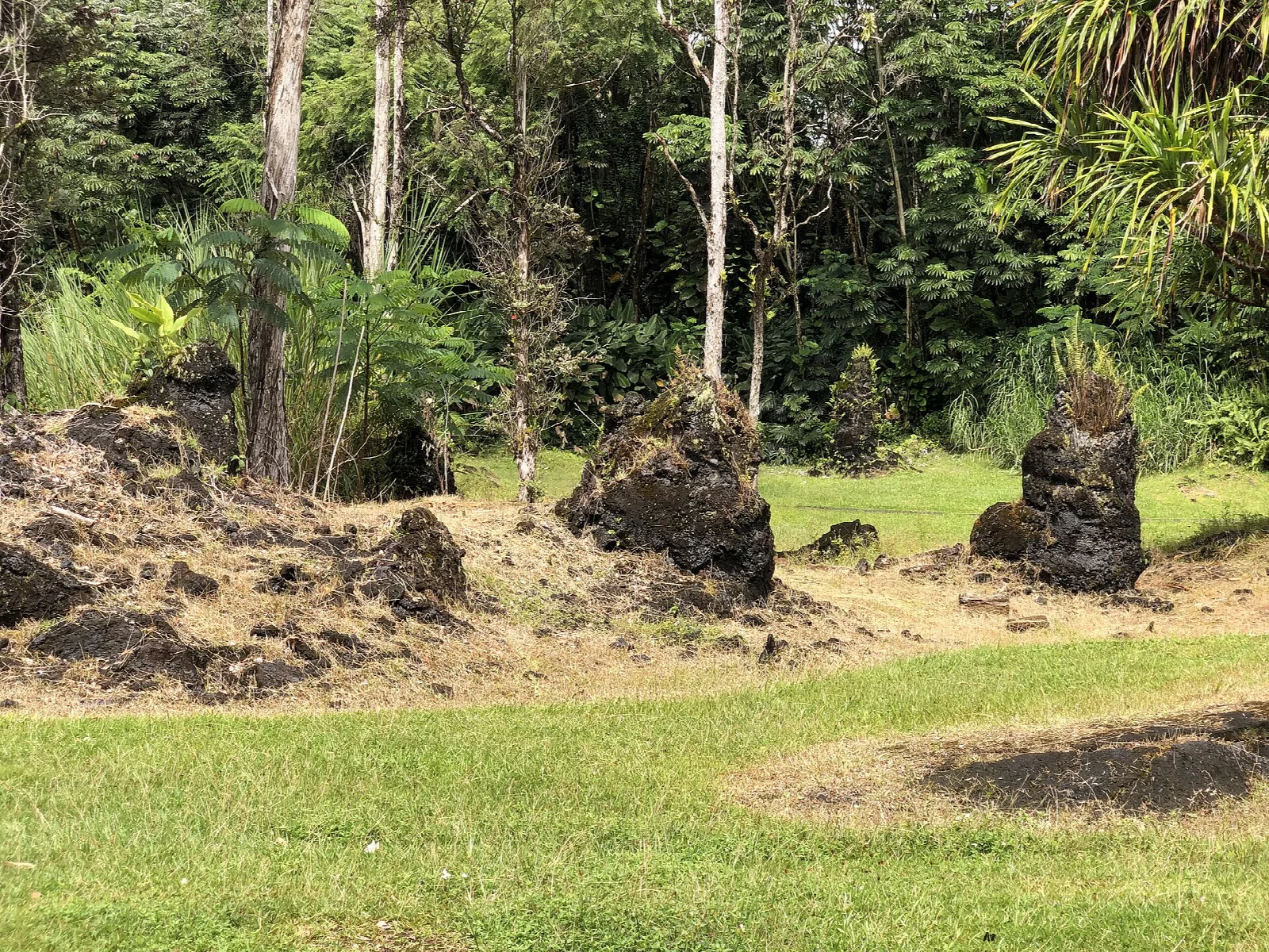 Lava tree molds scattered across a grassy clearing