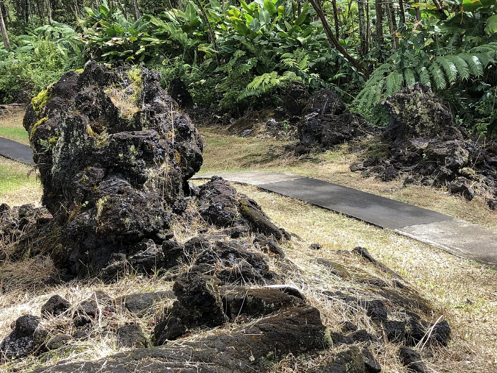 A rough lava tree mold next to a path in a lush forest
