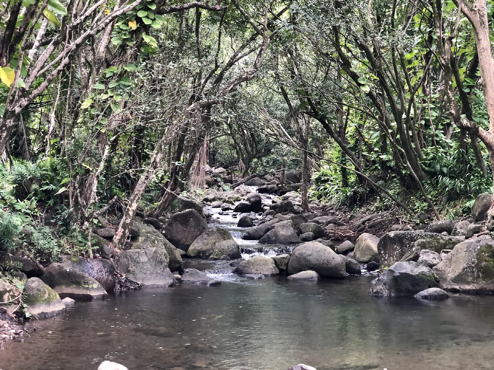 A rocky stream flowing under a canopy of green trees