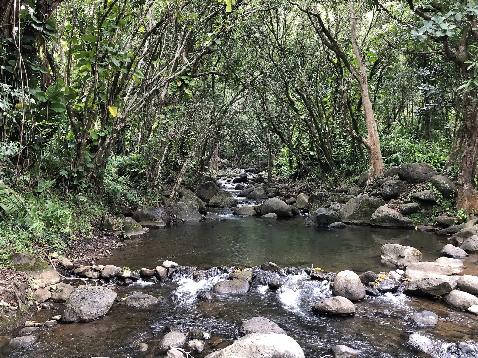 A shallow rocky stream with small cascades in a forest