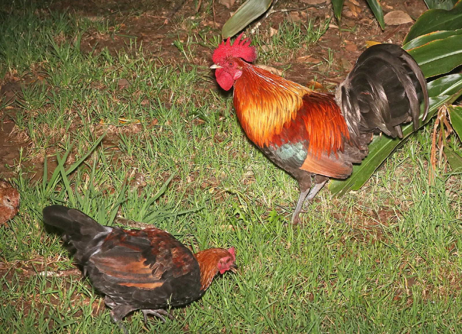 A red junglefowl rooster and hen on grass