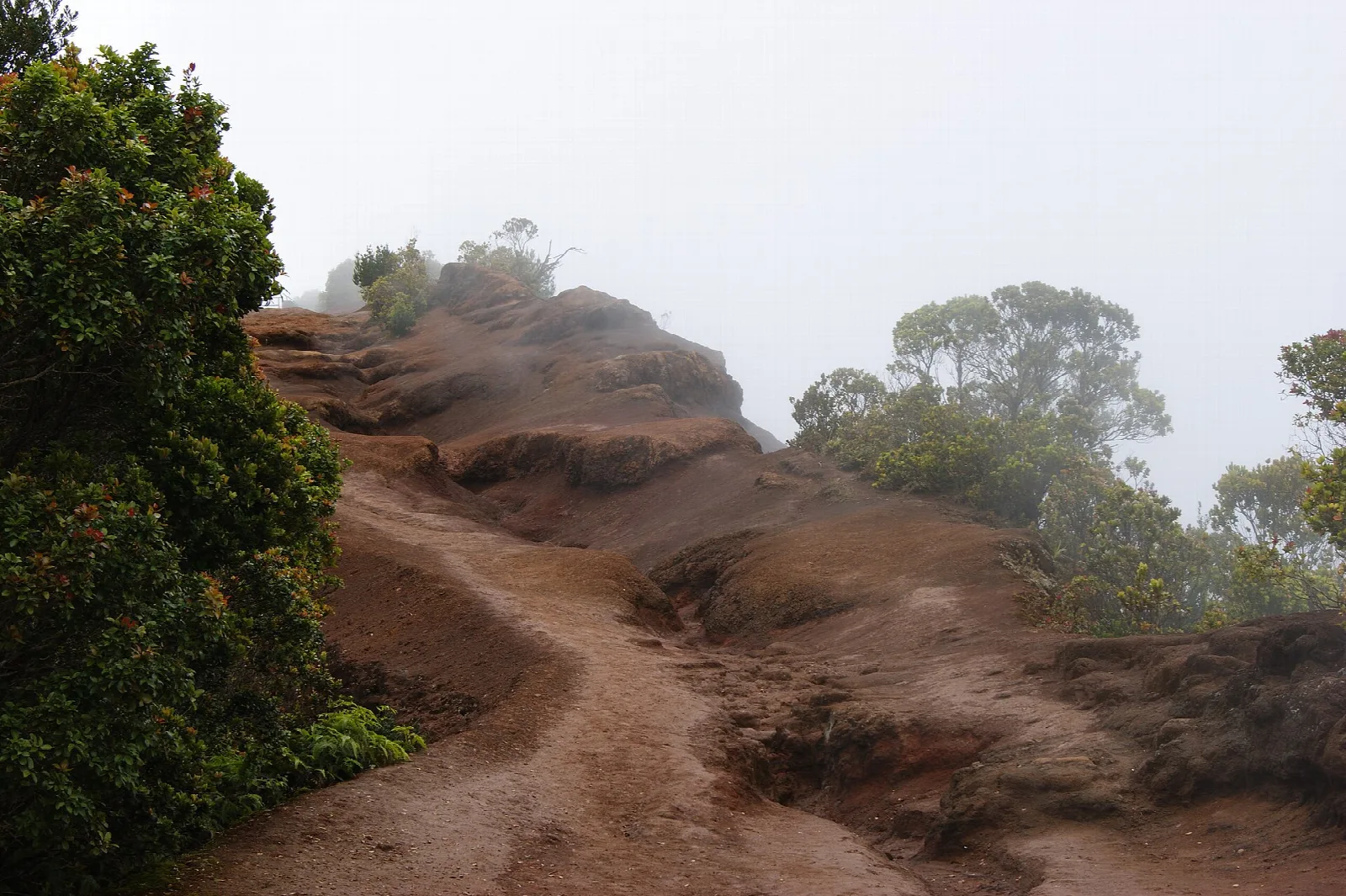 A red dirt trail along a ridge among trees in fog