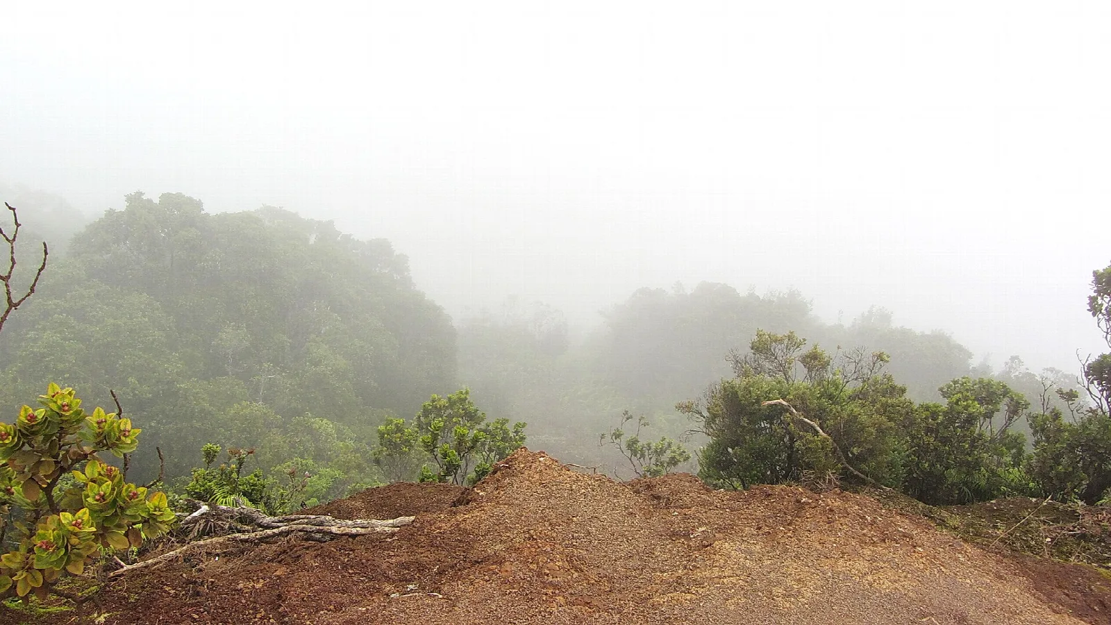 A reddish dirt trail leading to a misty lookout over green forest