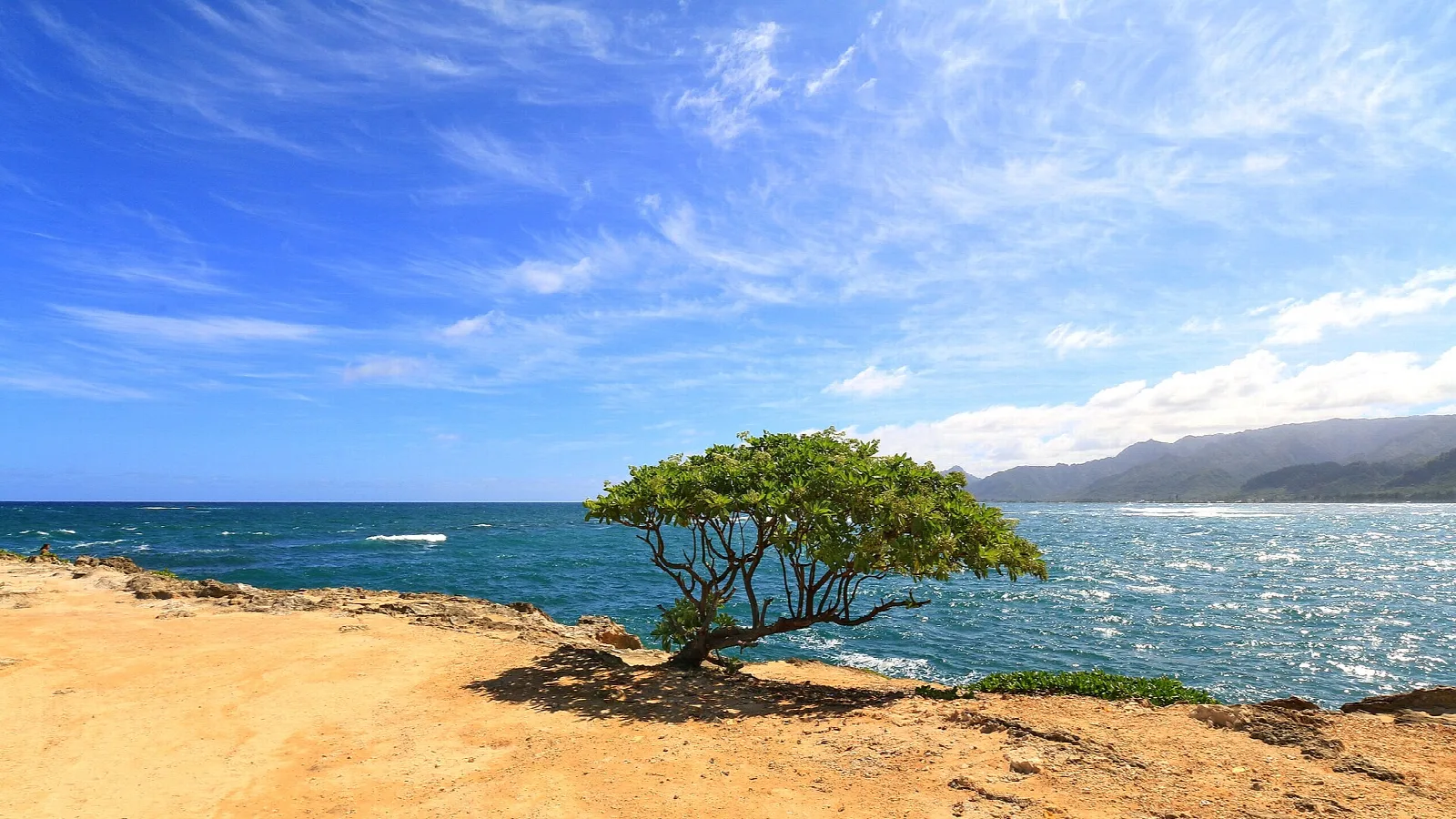A lone tree on an orange rocky point above the ocean