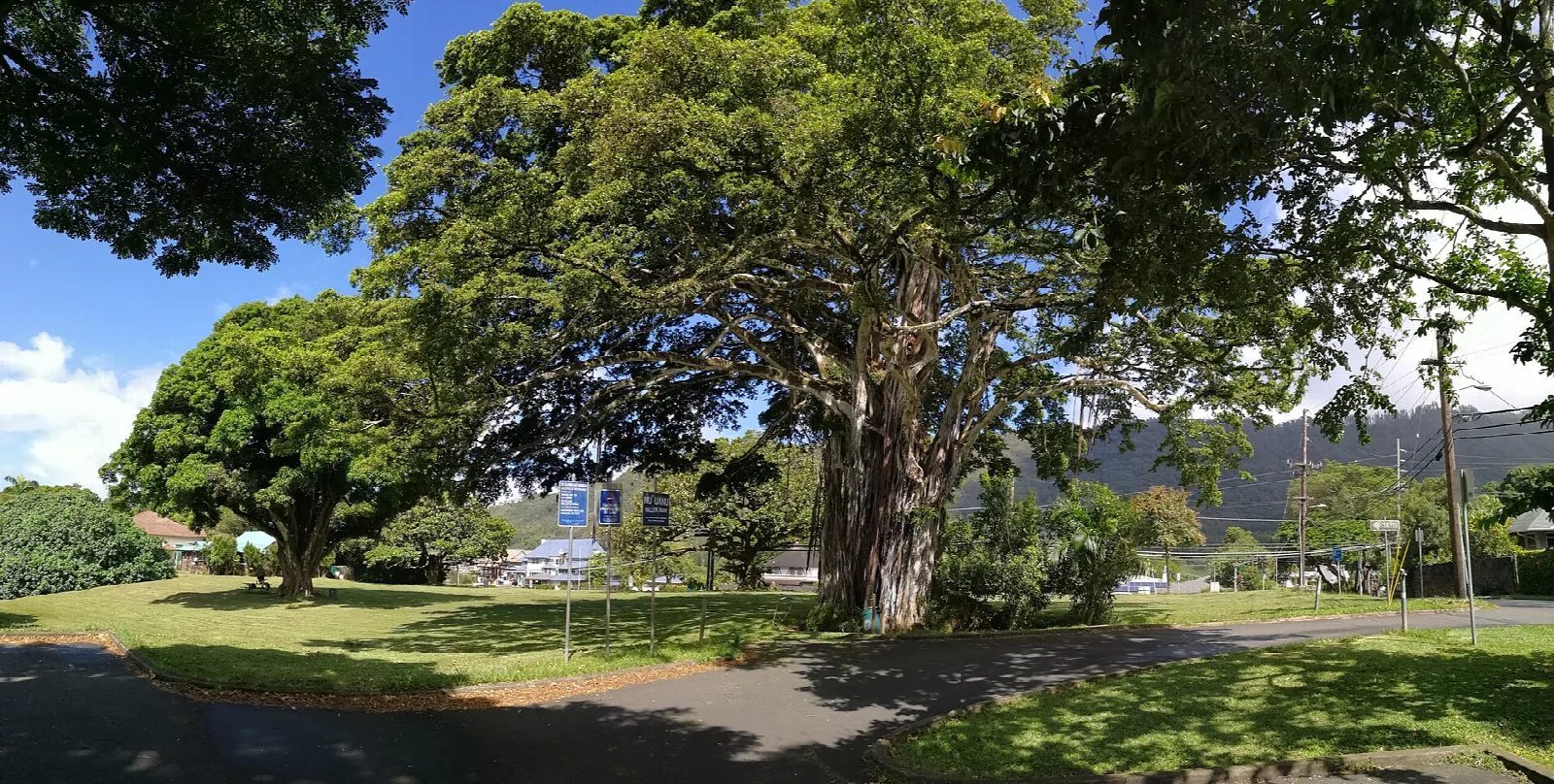 A huge spreading tree on the lawn near the palace