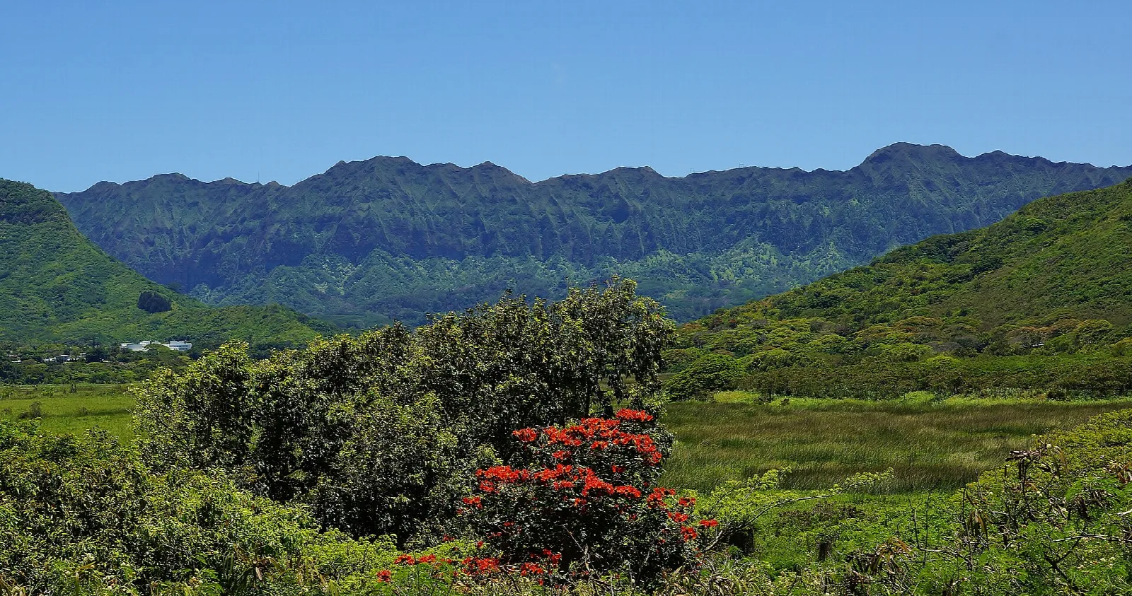 A green marsh with red blossoms in front of a tall mountain ridge