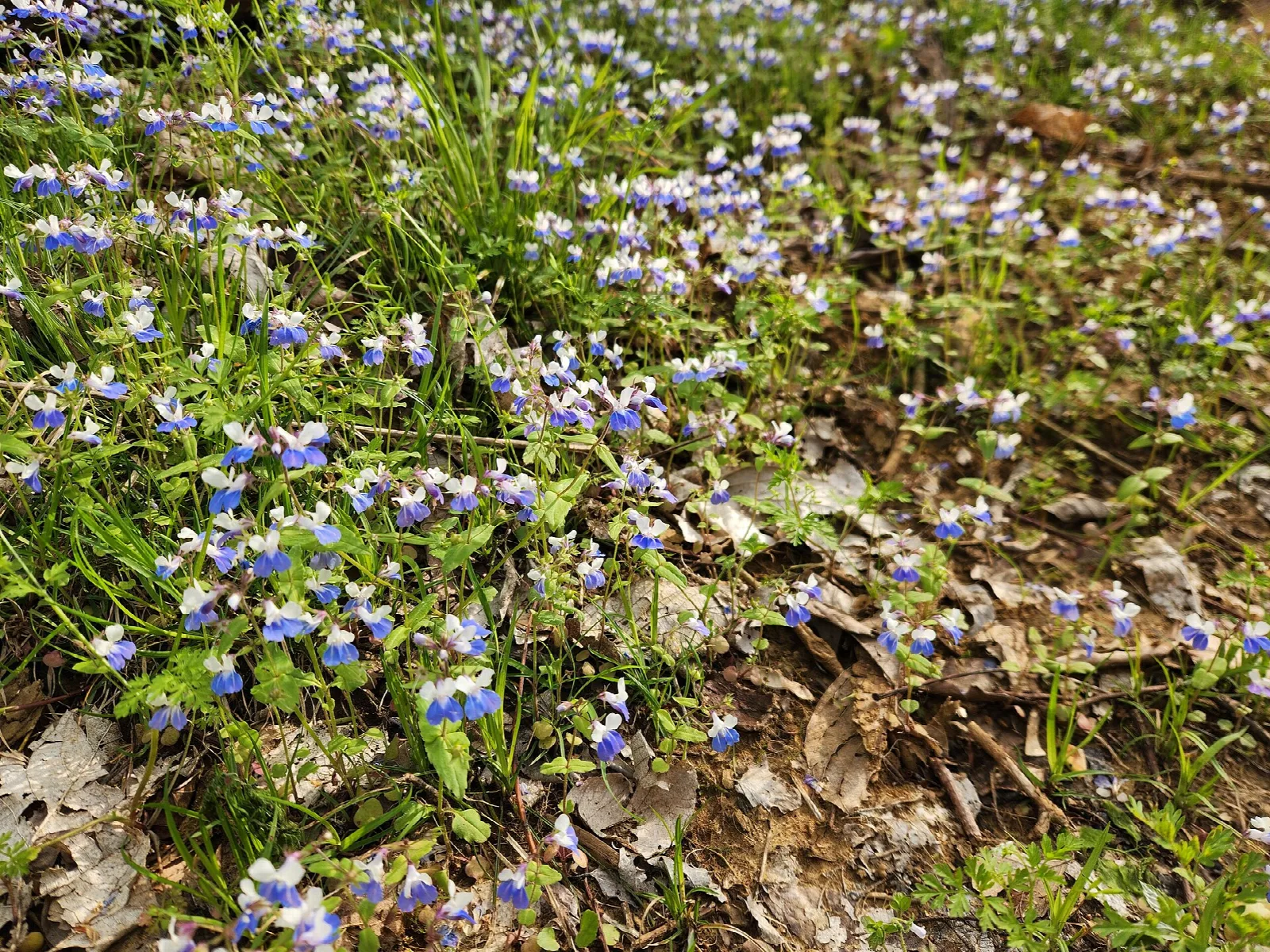 Small blue and white wildflowers growing among leaf litter on the forest floor