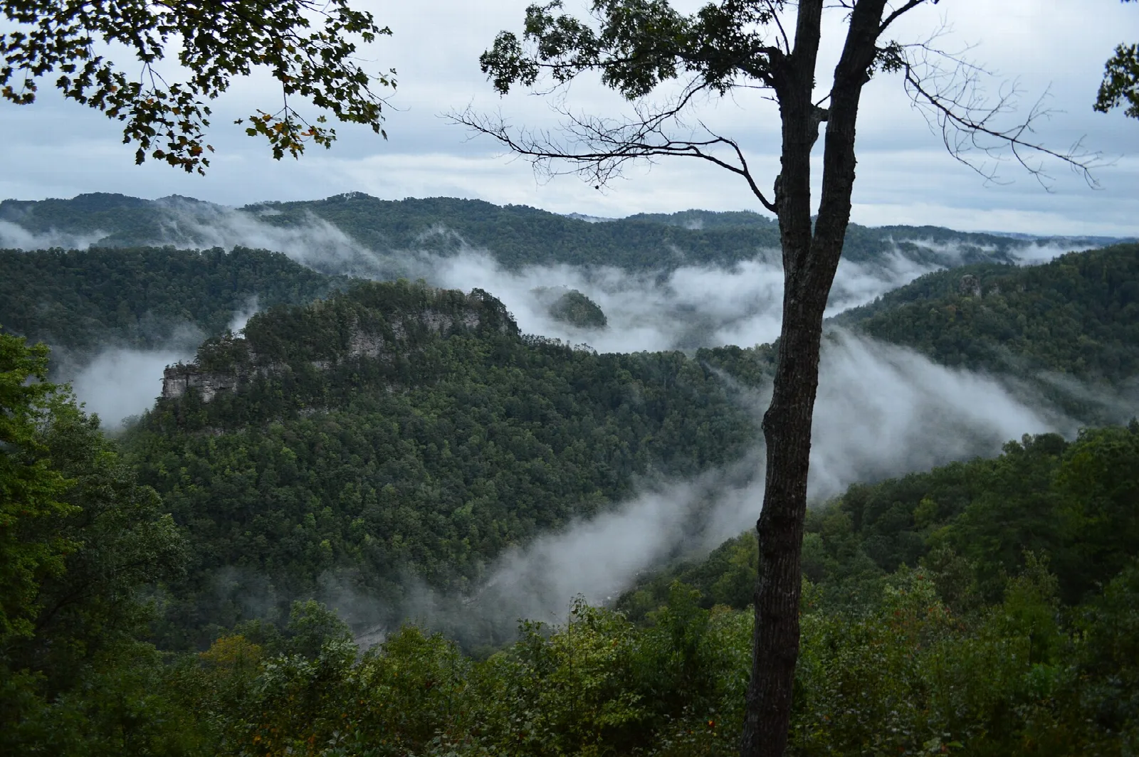 Fog drifting through a forested gorge seen through a tree, with cliffs beyond