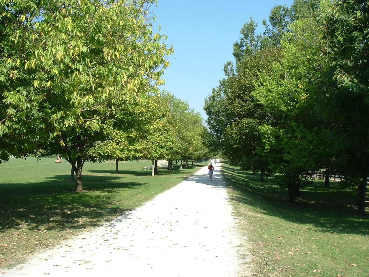 Wide gravel walking path lined with trees and a walker in the distance