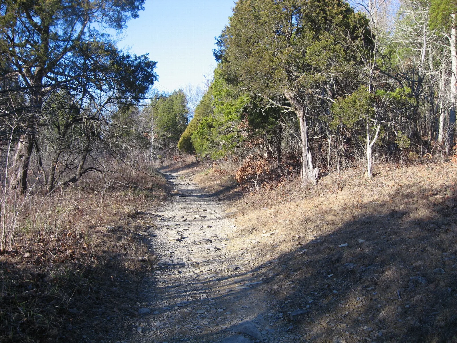 Dirt trail winding through cedar trees and dry grass on a sunny day