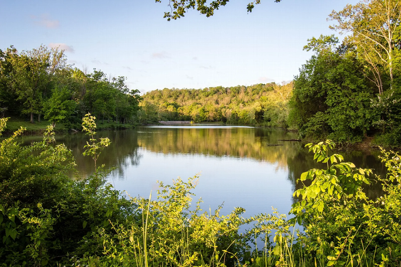 Calm lake with a wooded far shore and green plants in the foreground at dusk