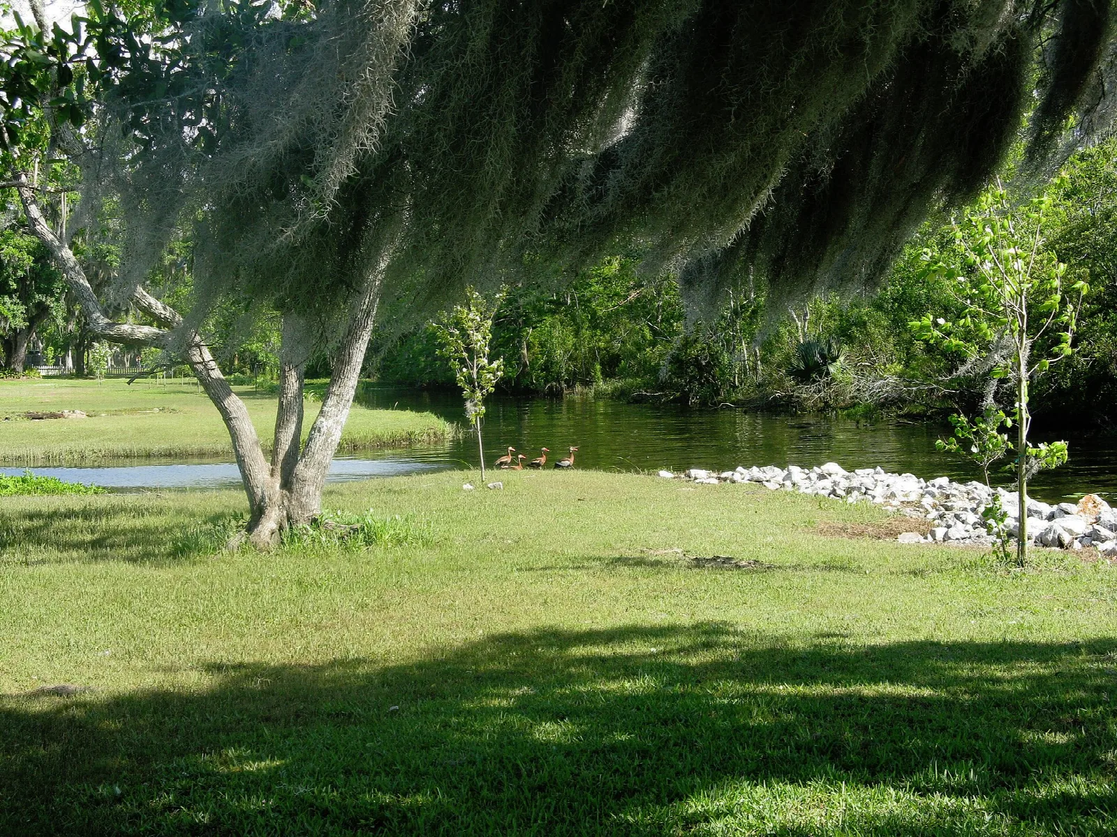 Grassy lawn under a moss-draped oak with a river and rock-lined bank behind