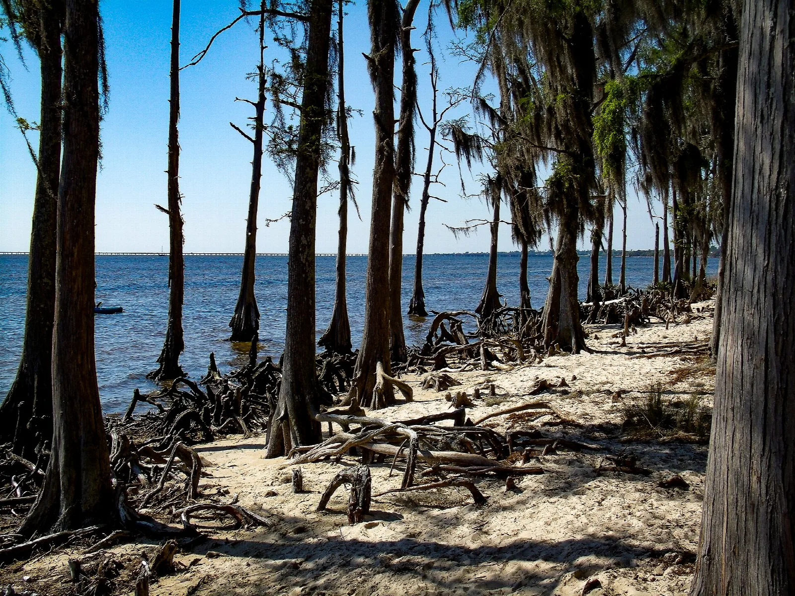 Bald cypress trunks and knees along a sandy shore with open water behind