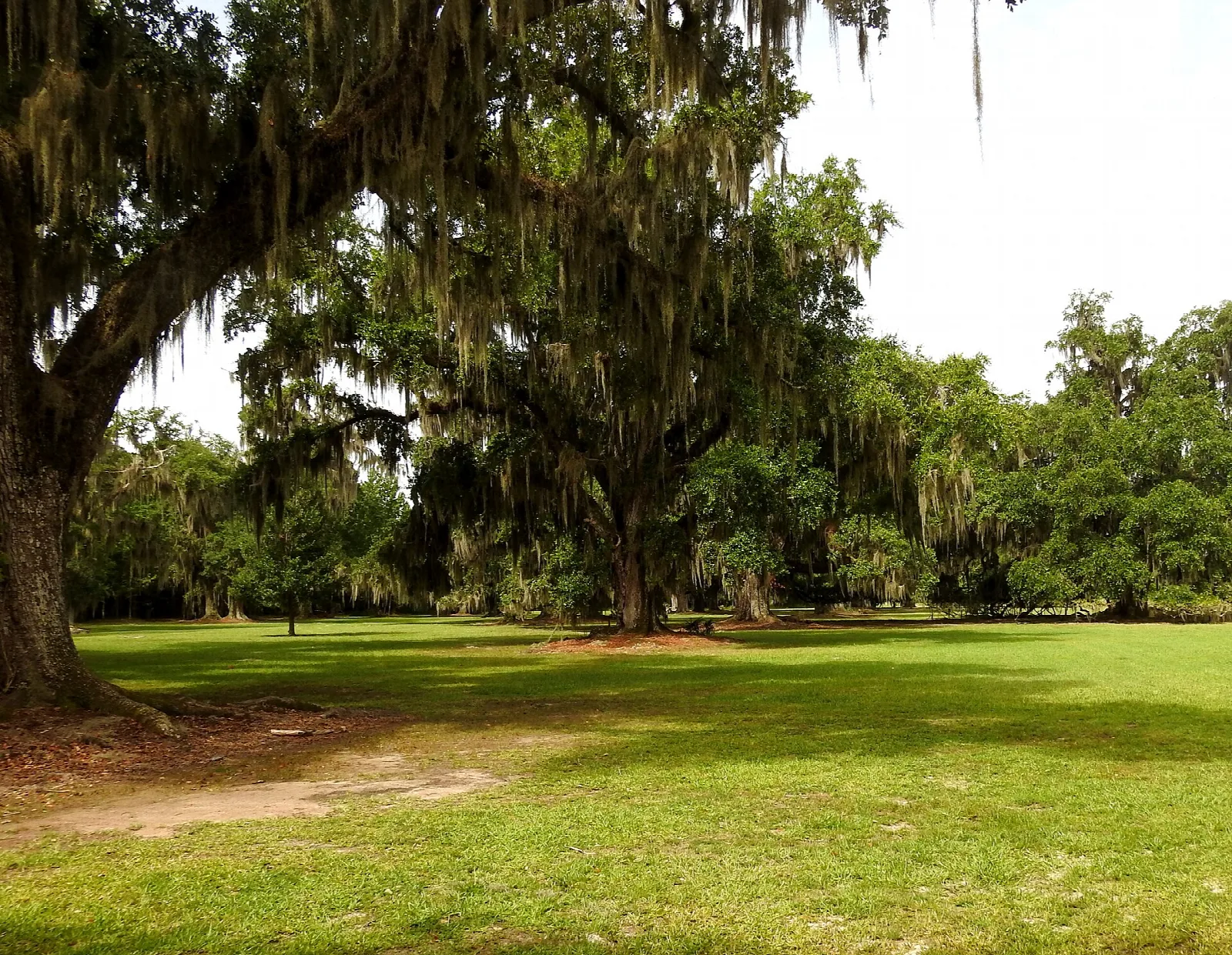 Wide green lawn with large live oaks draped in Spanish moss