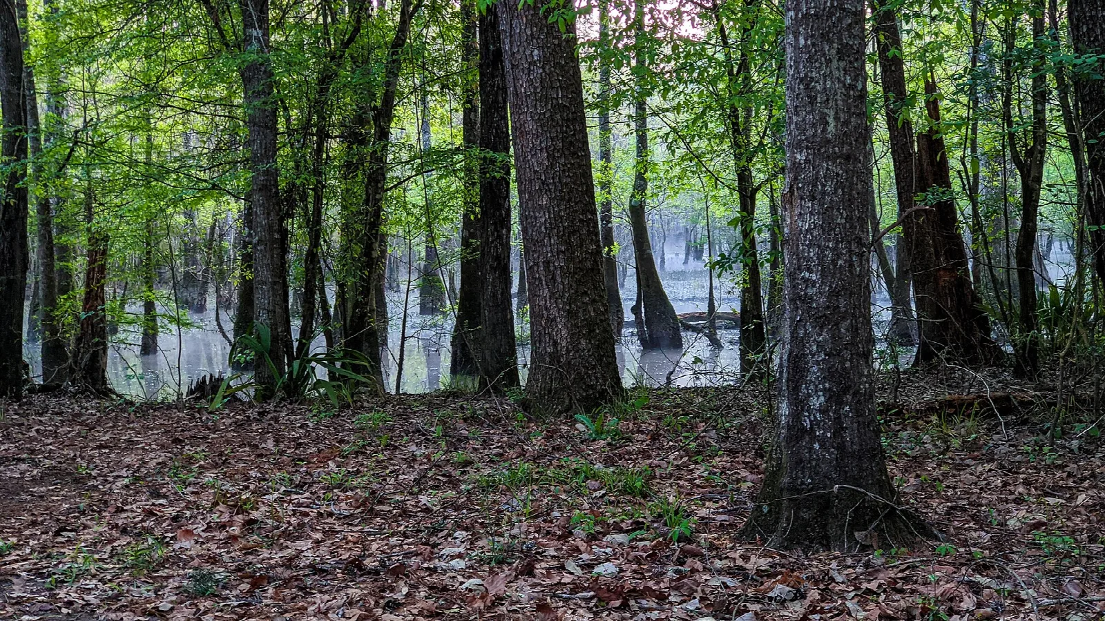Hardwood forest floor of fallen leaves with swamp water behind the trees