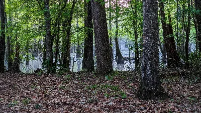 Tickfaw State Park