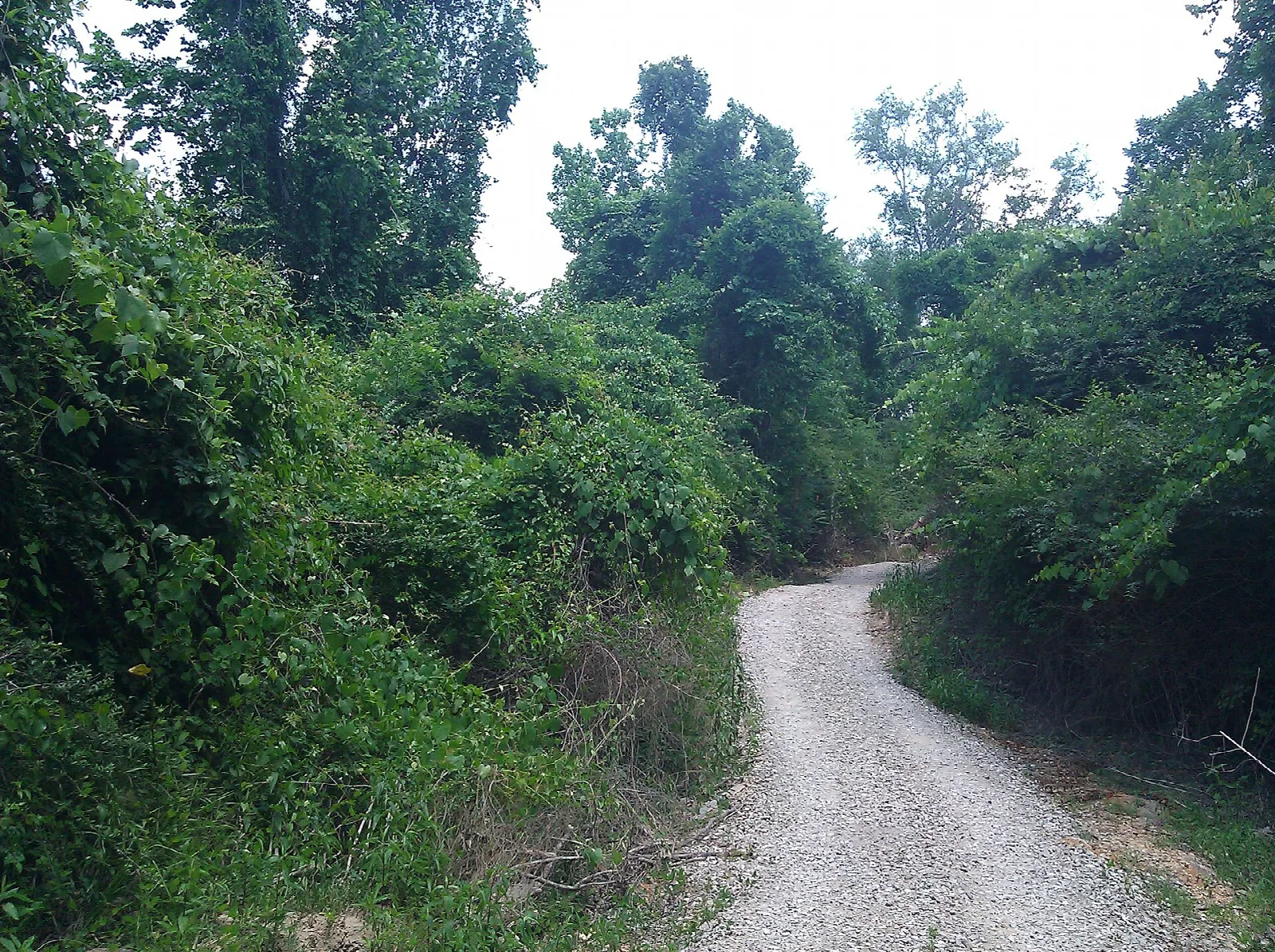 Gravel road curving through thick green woods under a bright sky