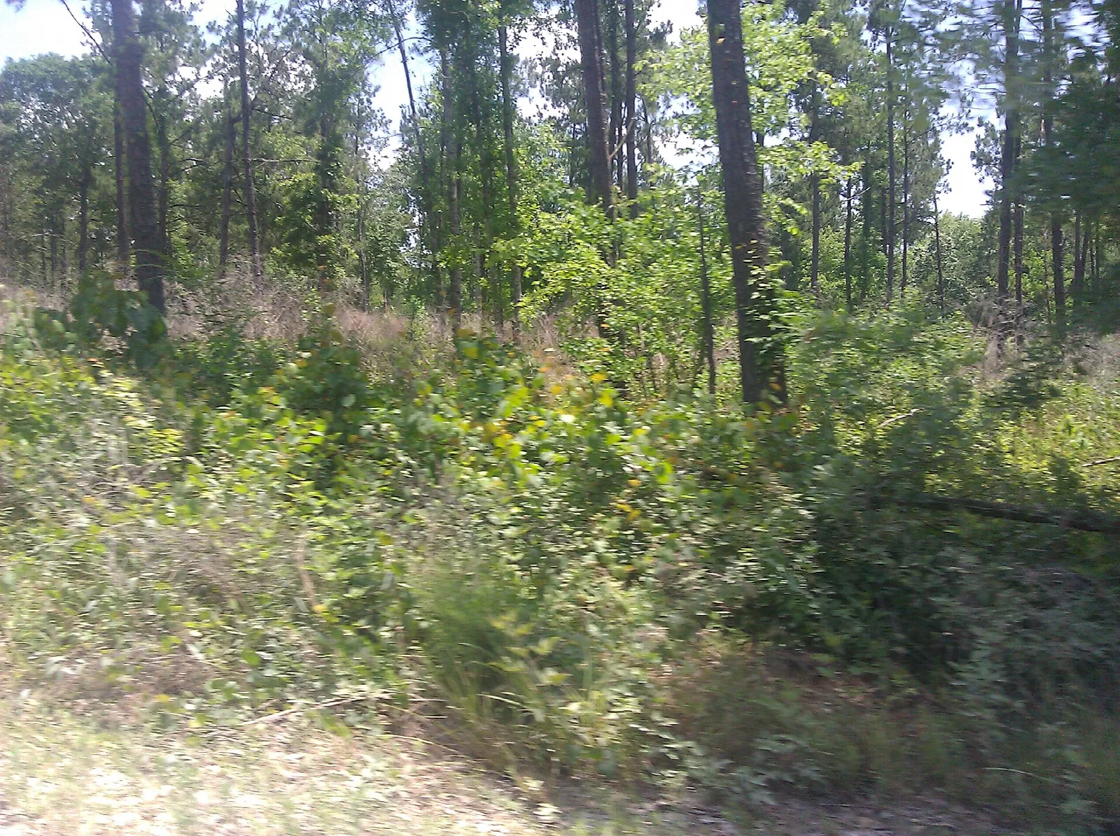 Pine and hardwood woods with green undergrowth beside a sandy roadside