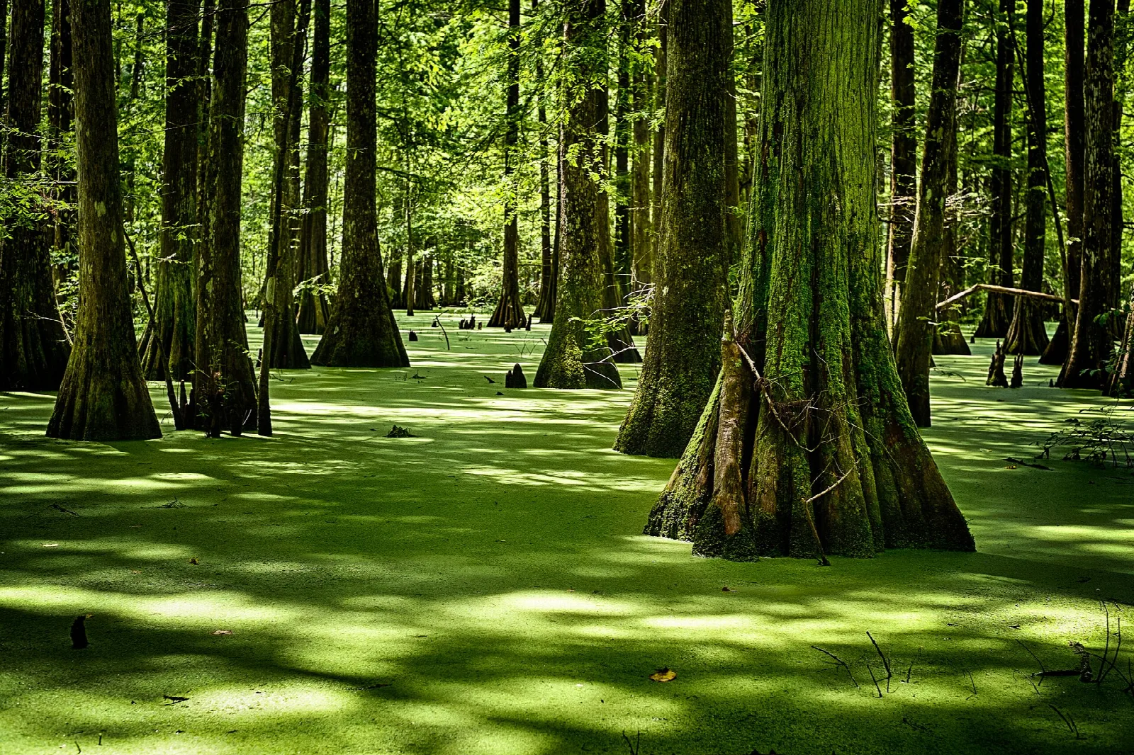 Cypress trunks rising from a swamp covered in bright green duckweed