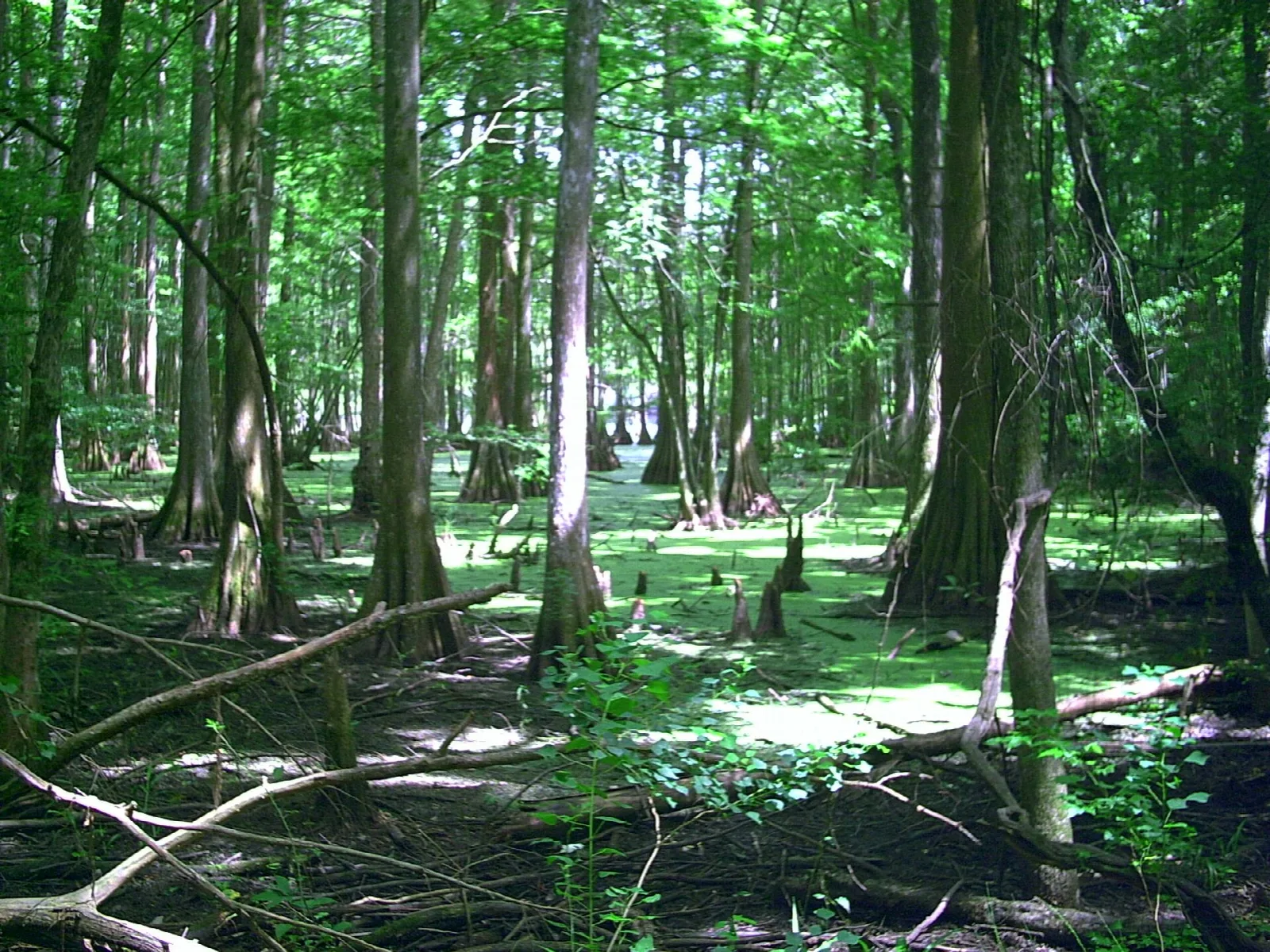 Bald cypress trees and knees in shallow swamp water with green light