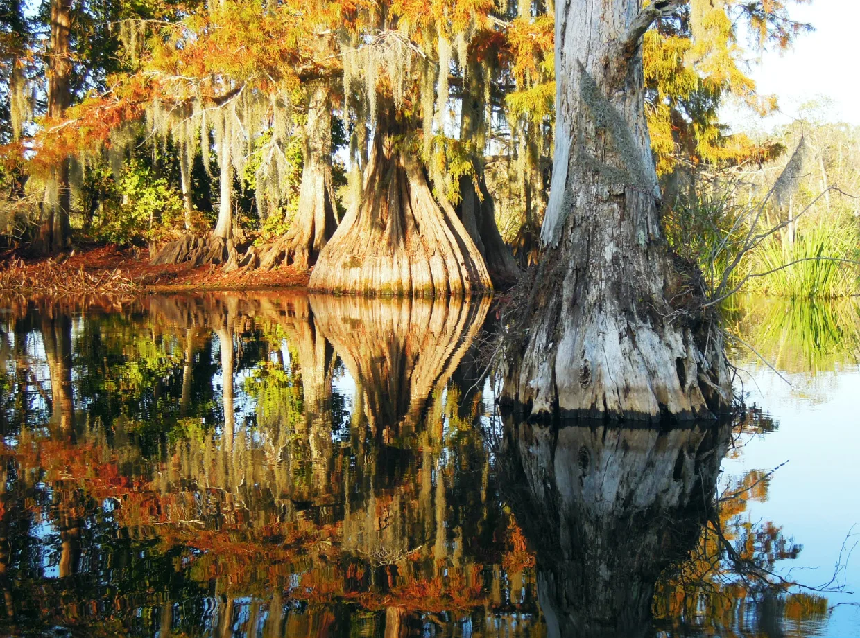 Bald cypress with orange fall foliage and flared trunks reflected in still lake water
