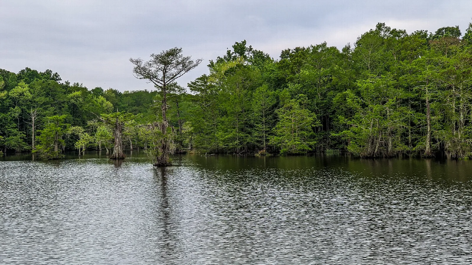 Cypress trees standing in calm lake water under a cloudy sky