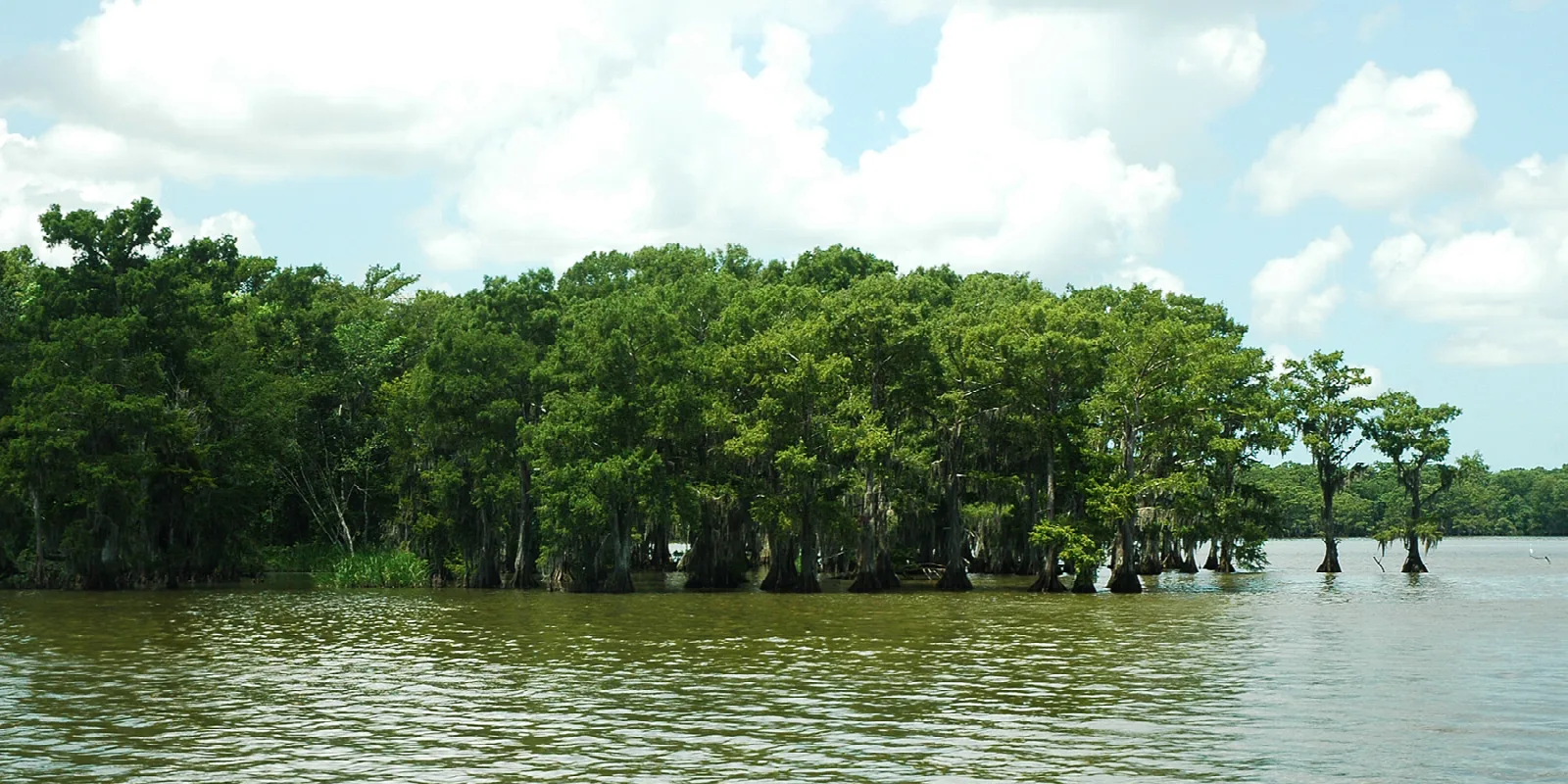Bald cypress trees growing out of calm green-brown water under a bright sky