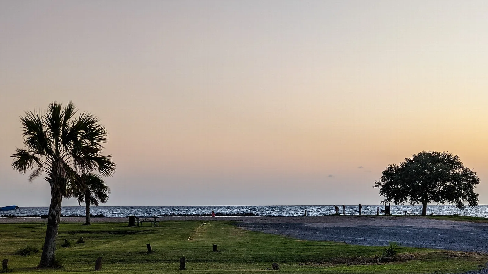 Palm tree and a wide oak on a grassy shoreline at dusk over open water