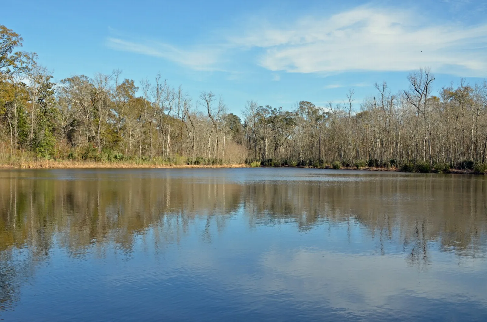 Still lagoon reflecting blue sky, with bare winter trees along the far bank