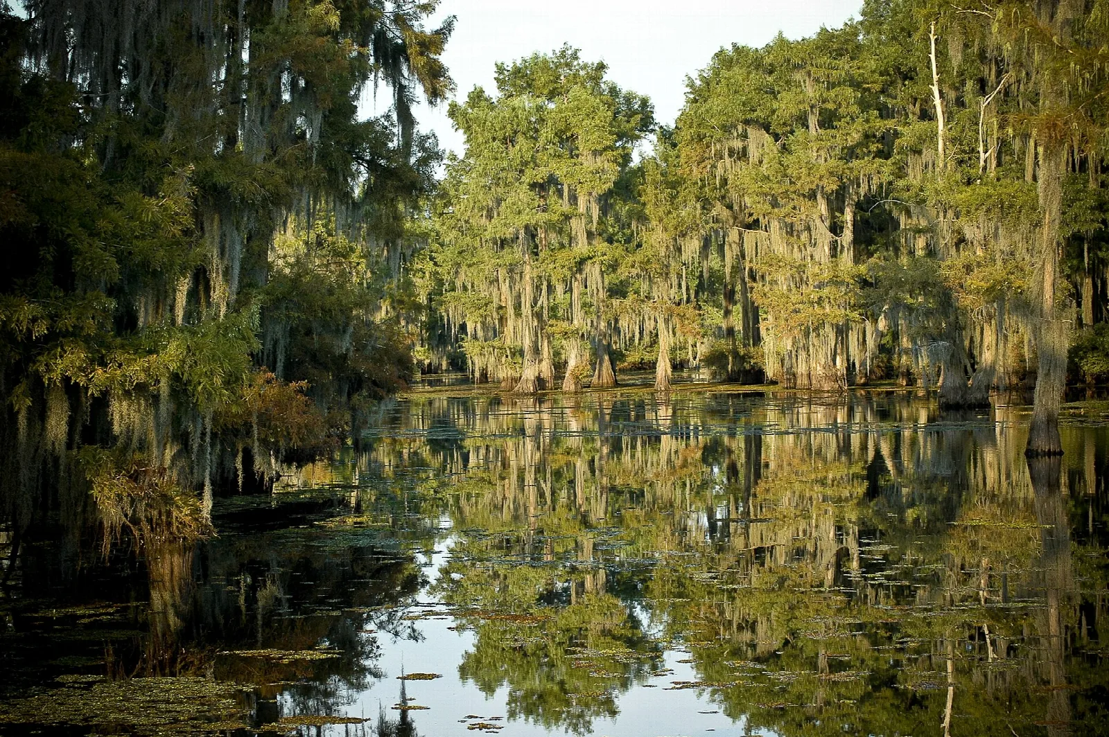Cypress trees draped in moss standing in dark still water with reflections