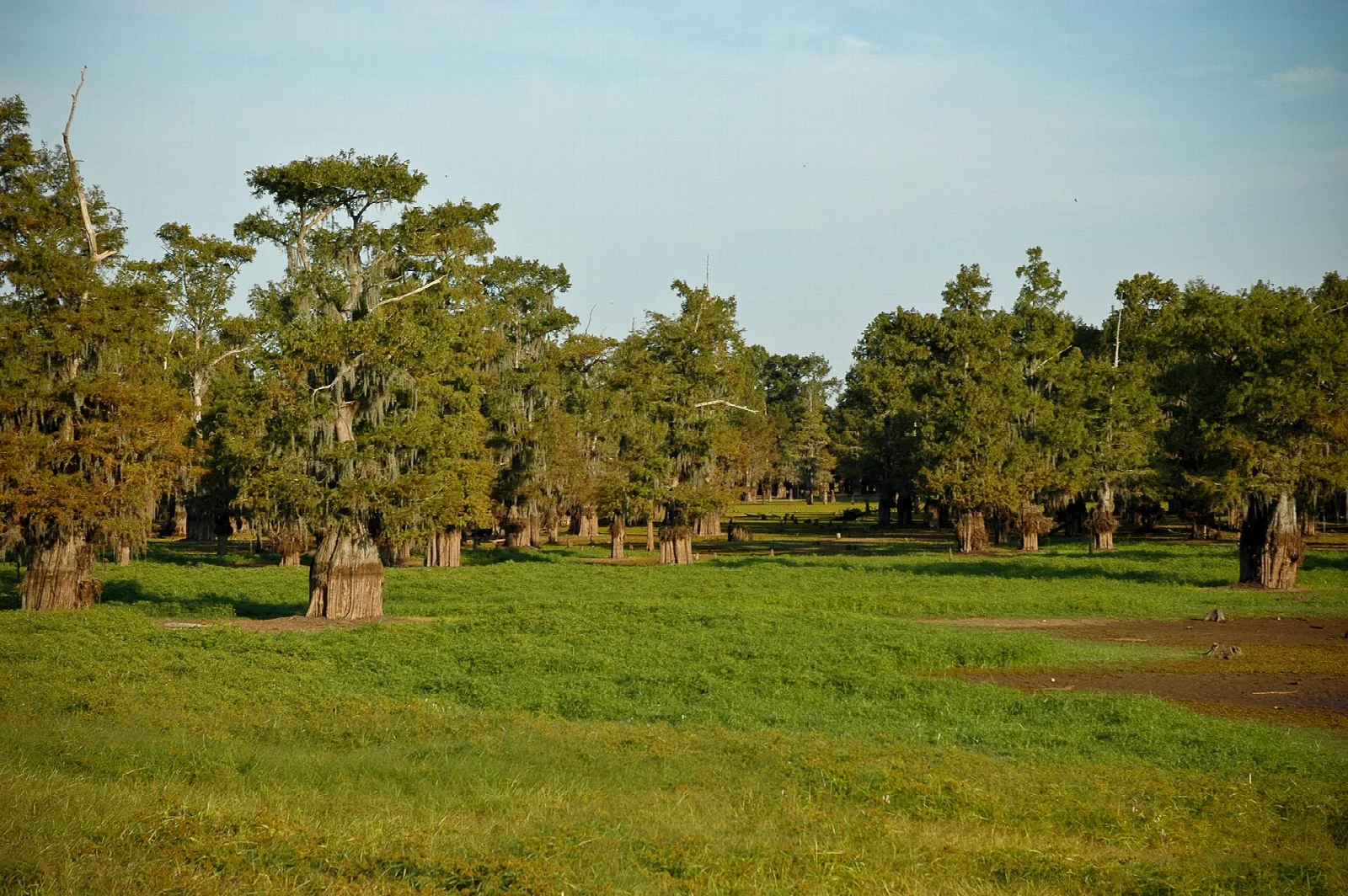 Grassy drained lakebed dotted with cypress trees under a blue sky