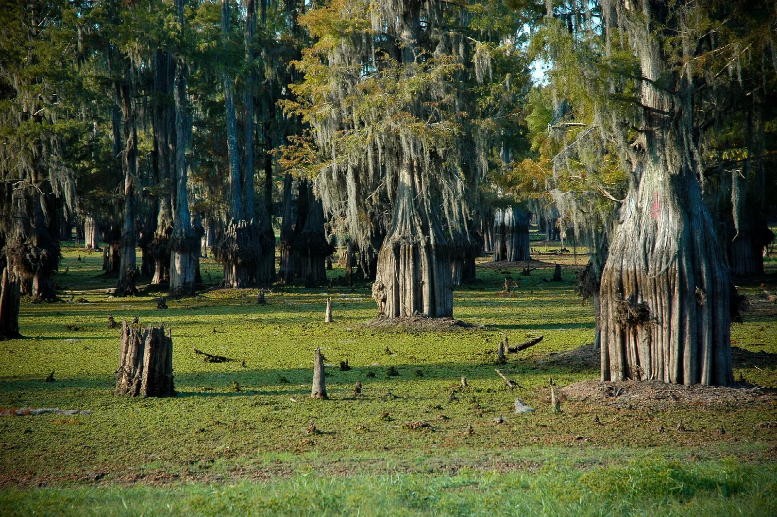 Cypress trunks and stumps on a green grassy lakebed
