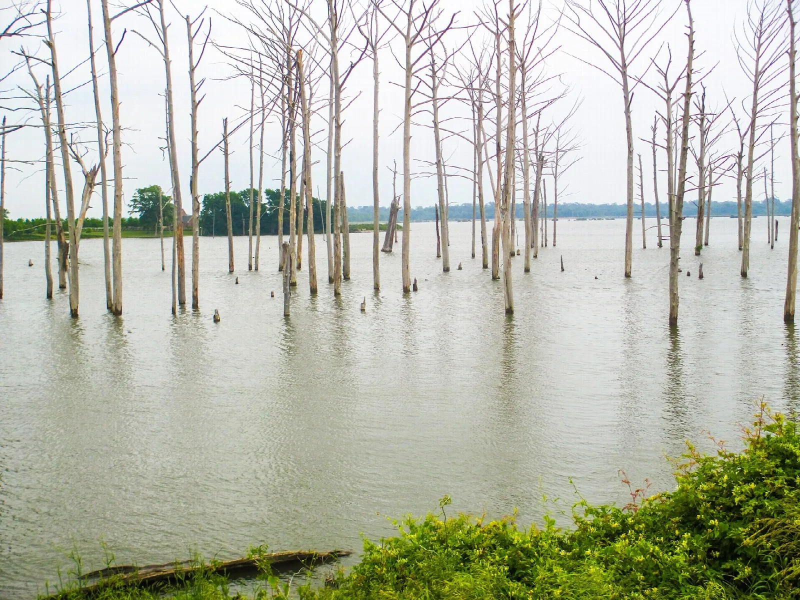 Bare tree trunks standing in calm reservoir water with a green shoreline in the distance