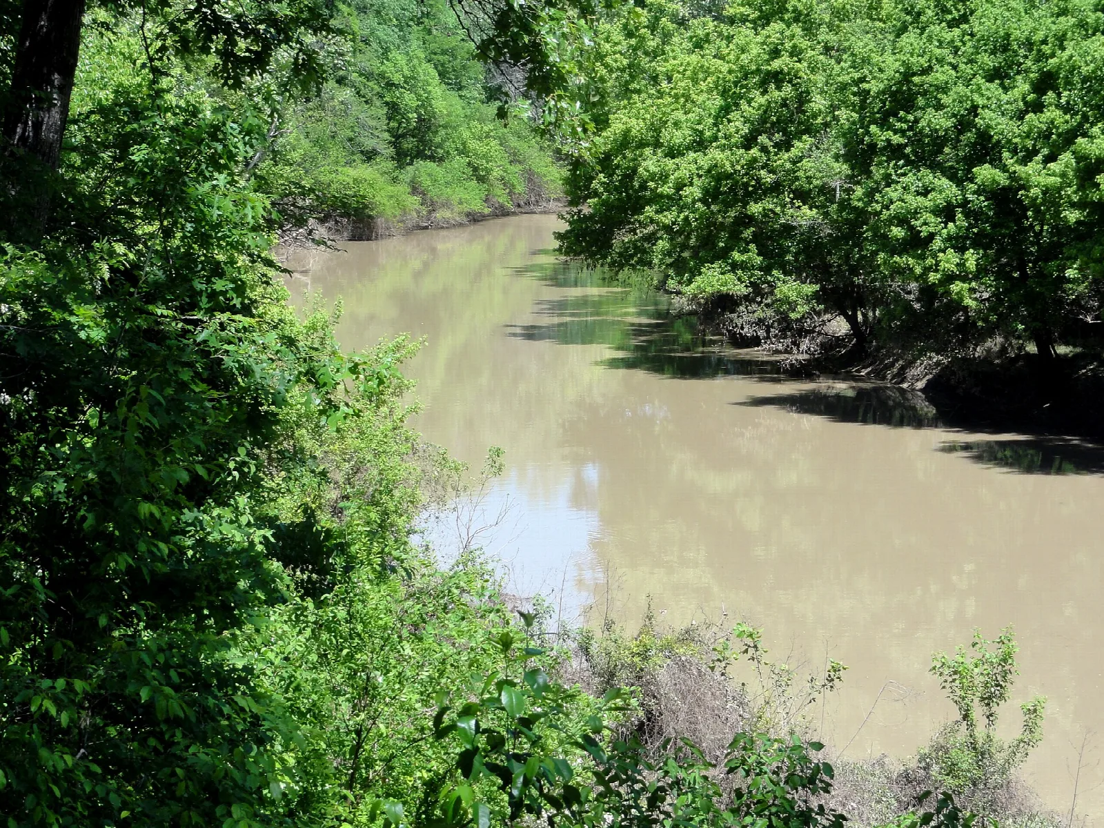 Muddy bayou winding between green trees