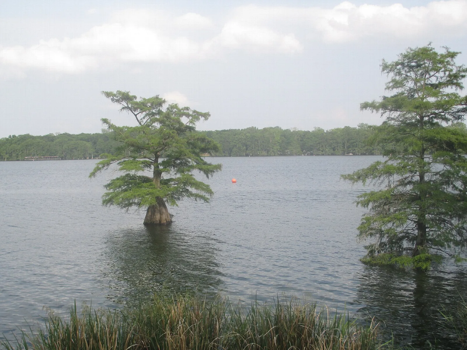 Cypress trees standing in lake water under a partly cloudy sky