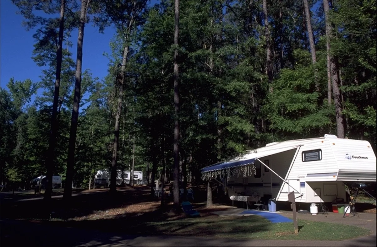 Camper trailer parked among tall pine trees at a campsite
