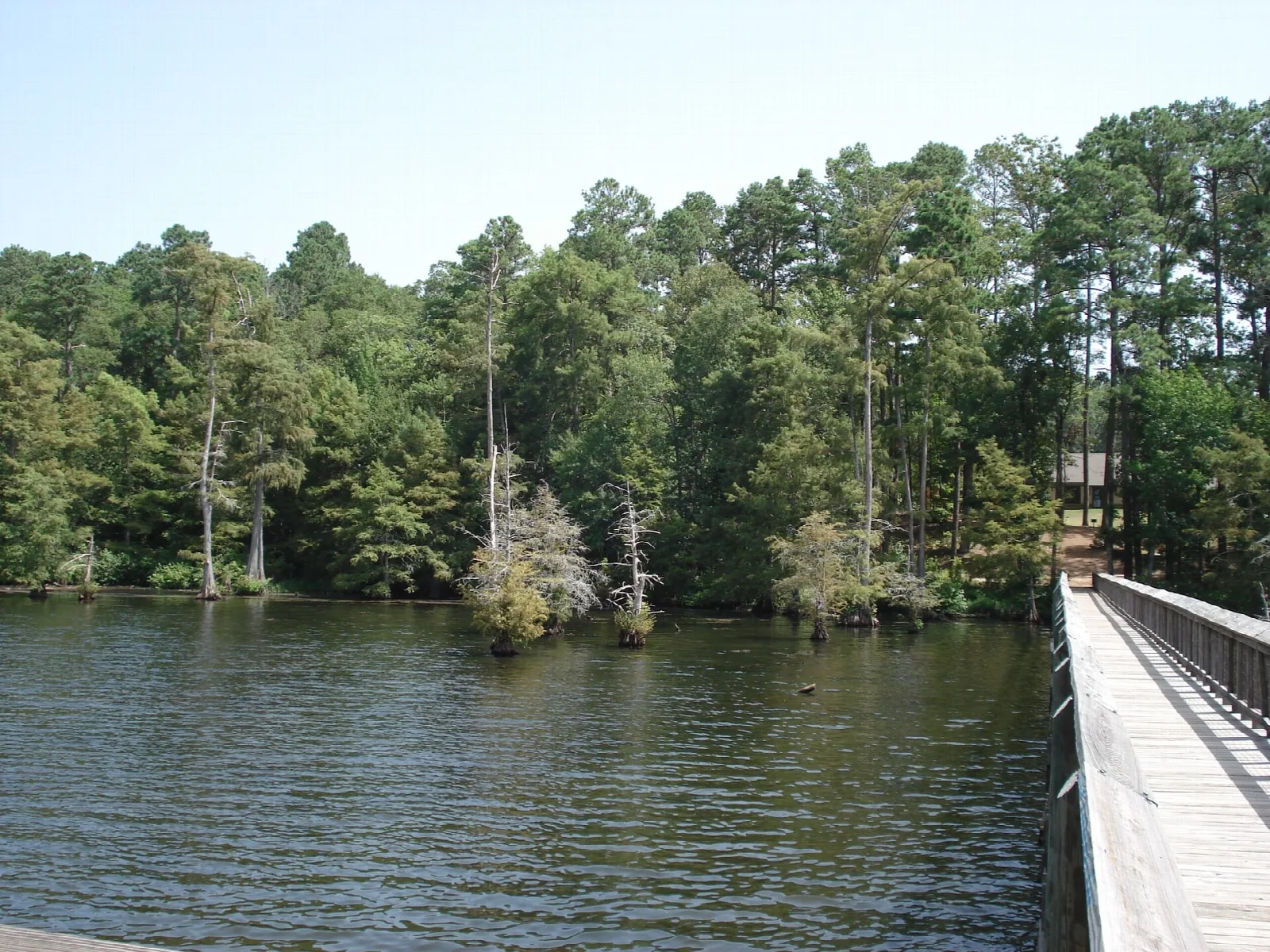 Pine and hardwood trees along a lake with a wooden walkway at the right edge