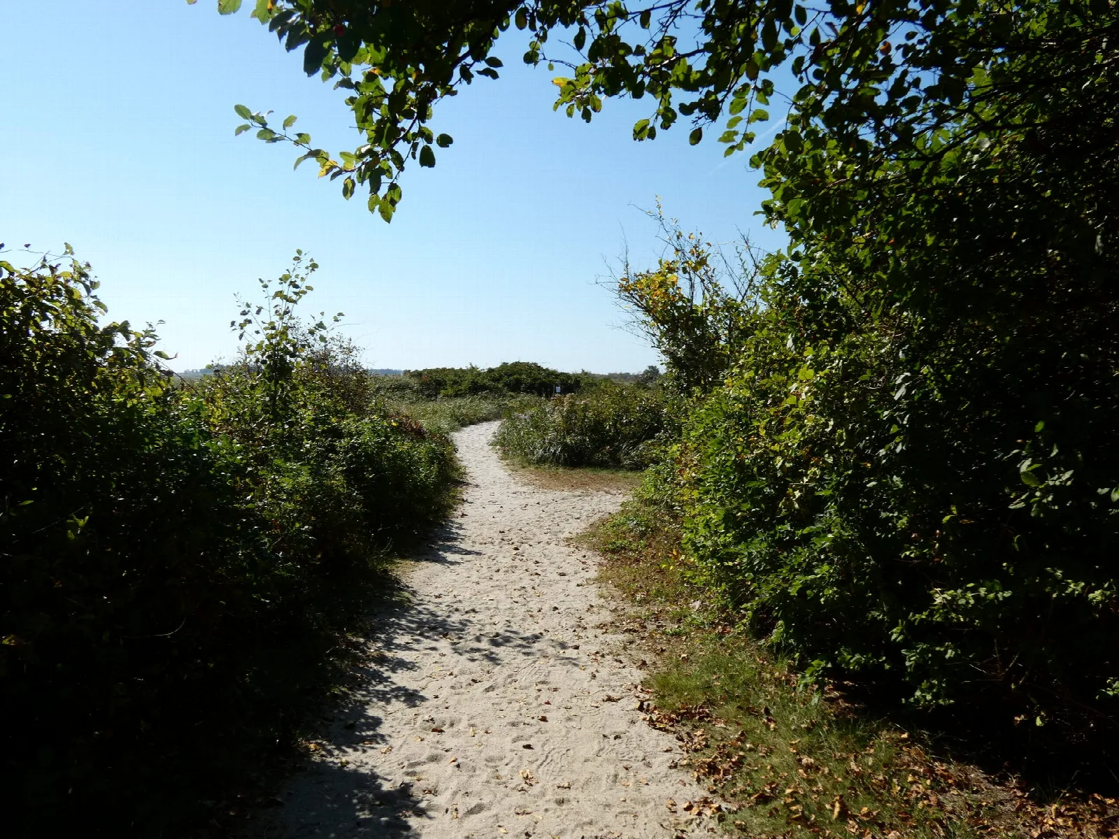 Sandy path winding through green shrubs toward open sky