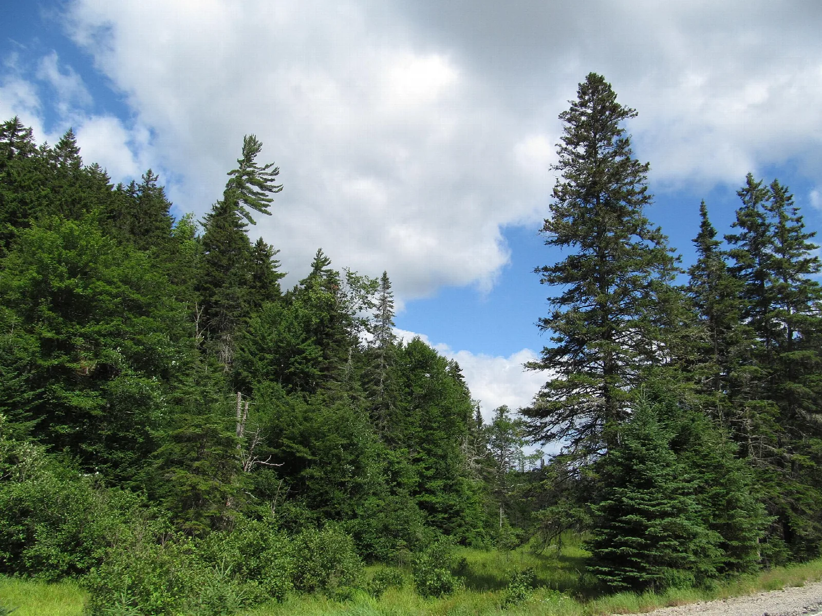 Spruce and fir trees beside a clearing under blue sky and clouds