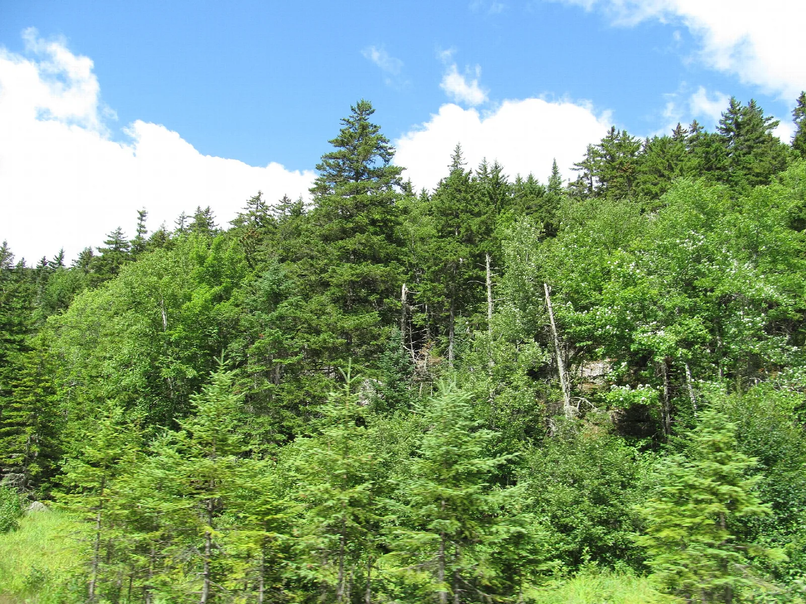 Dense green forest and sky with scattered clouds along a roadside