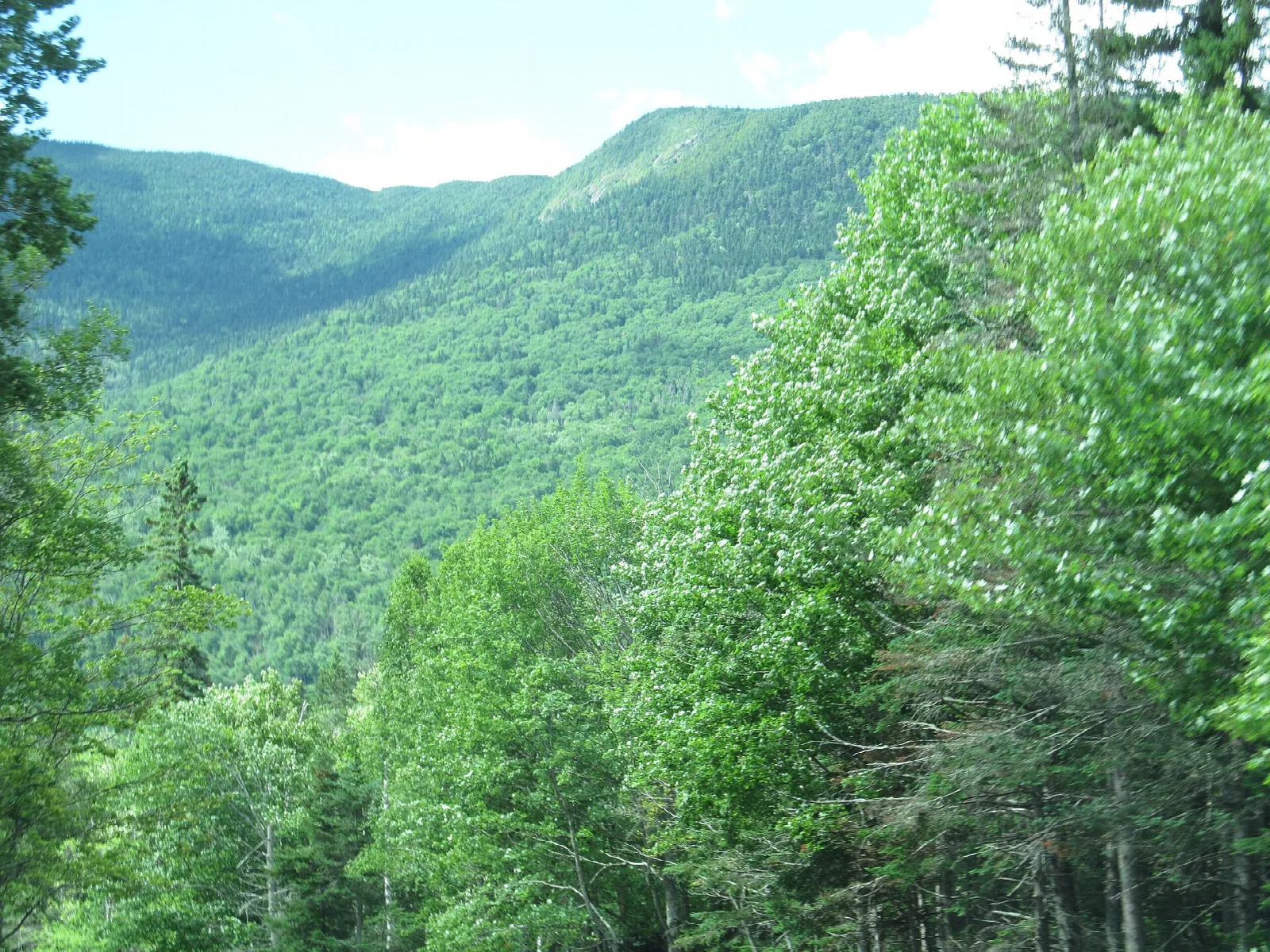 Green forested mountainside rising above trees on a sunny day