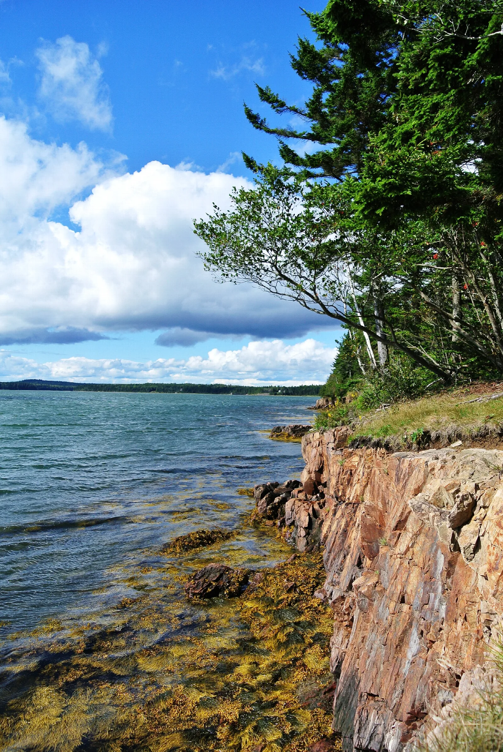 Rocky cliff edge and seaweed-covered shore beside blue water, with evergreens above