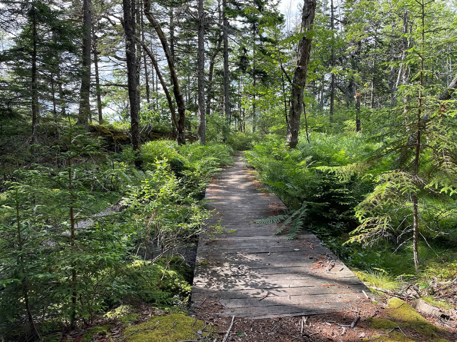 Wooden boardwalk crossing a mossy spruce forest floor with ferns
