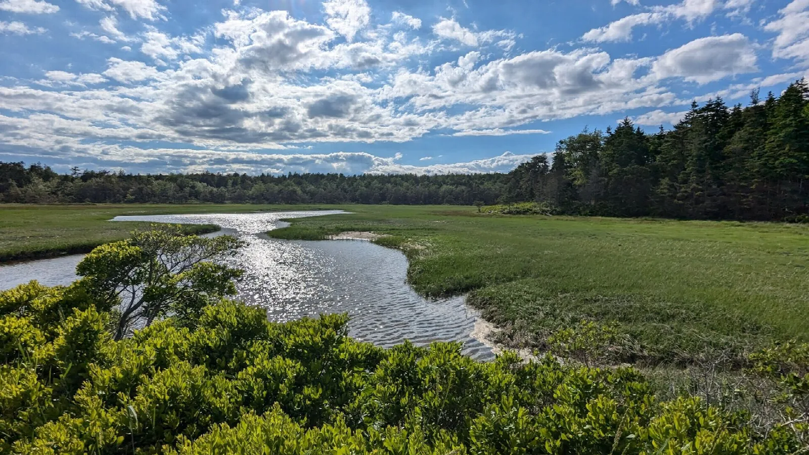 Winding tidal creek through green salt marsh with spruce forest behind