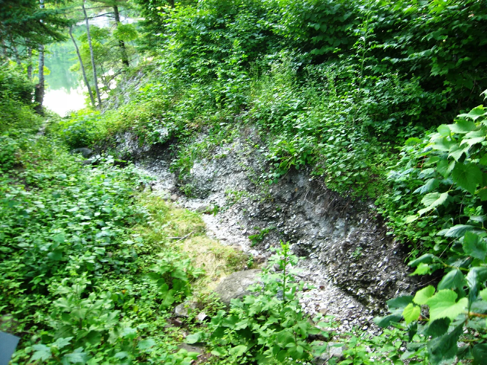 Steep green gully with white shell fragments showing through the bank