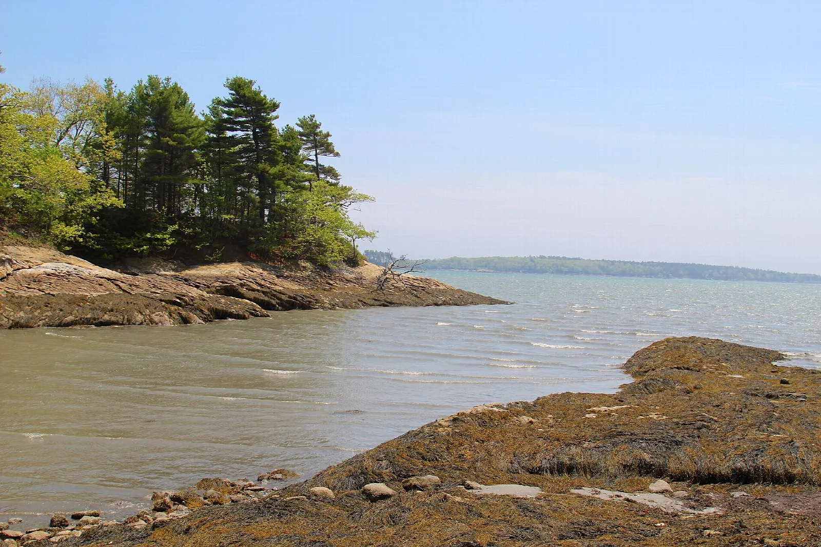 Seaweed-covered ledge beside calm water with a wooded point beyond