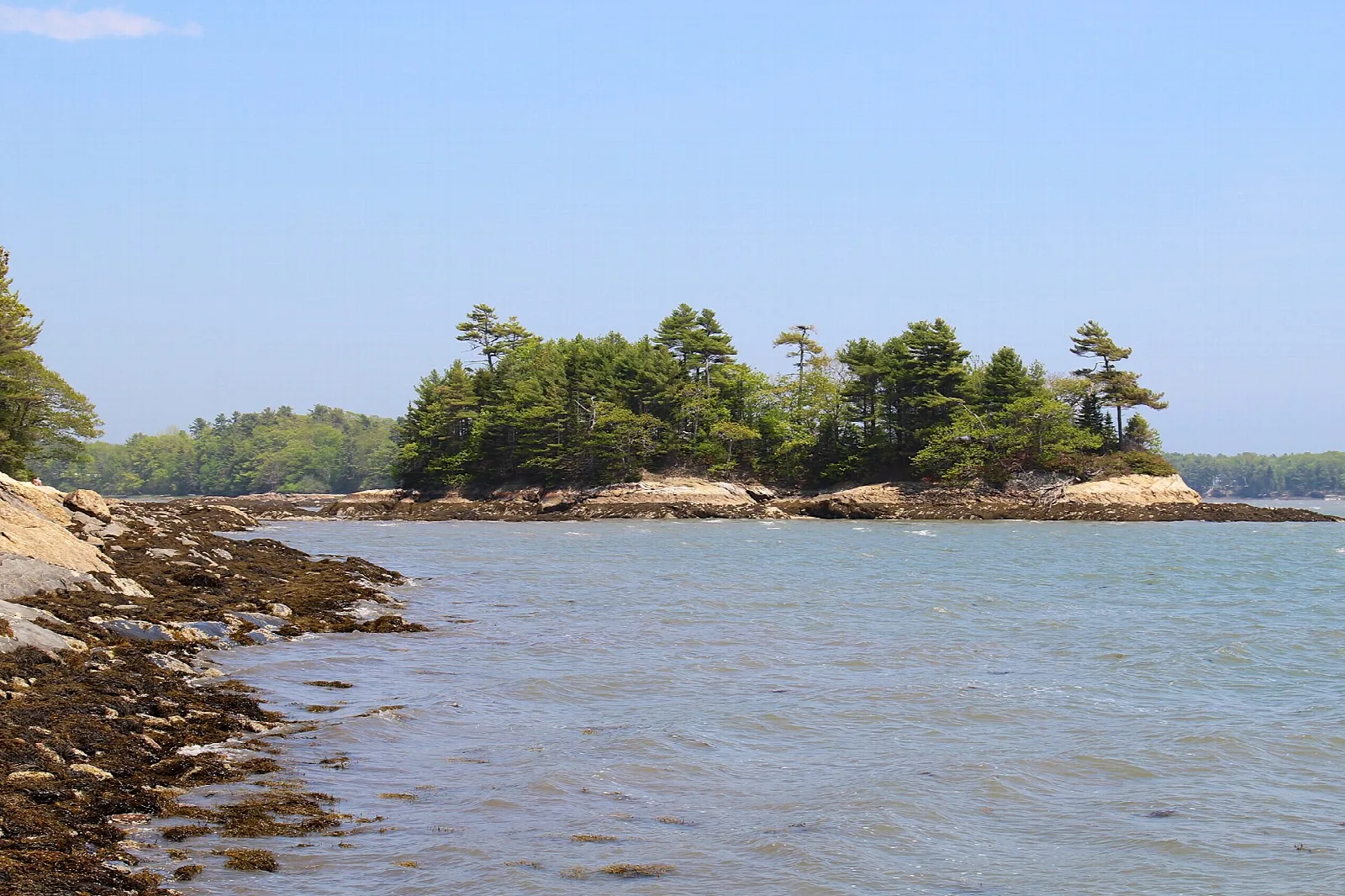 Small spruce-topped island just off a rocky, seaweed-covered shore