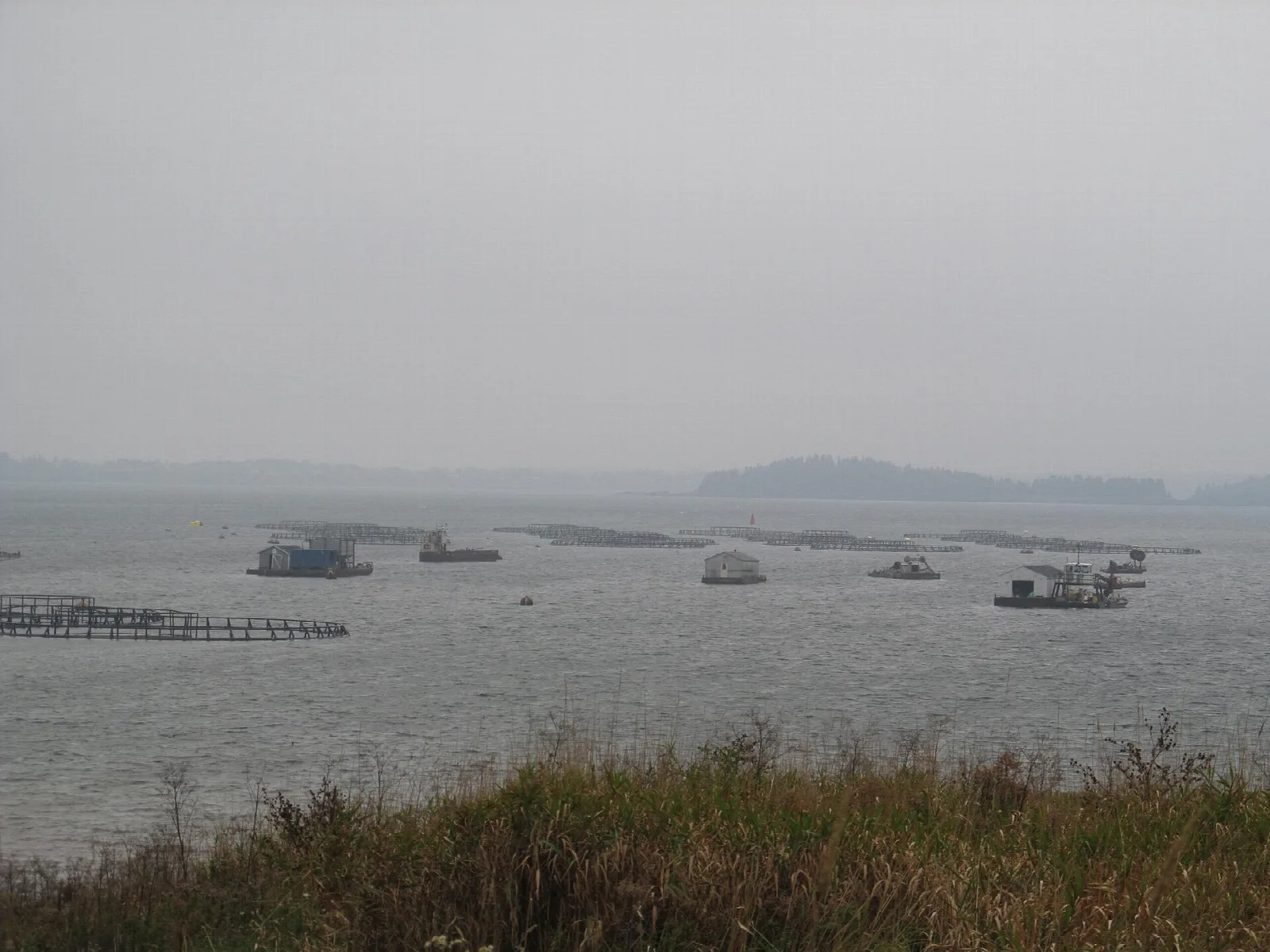 Gray bay dotted with aquaculture pens and boats