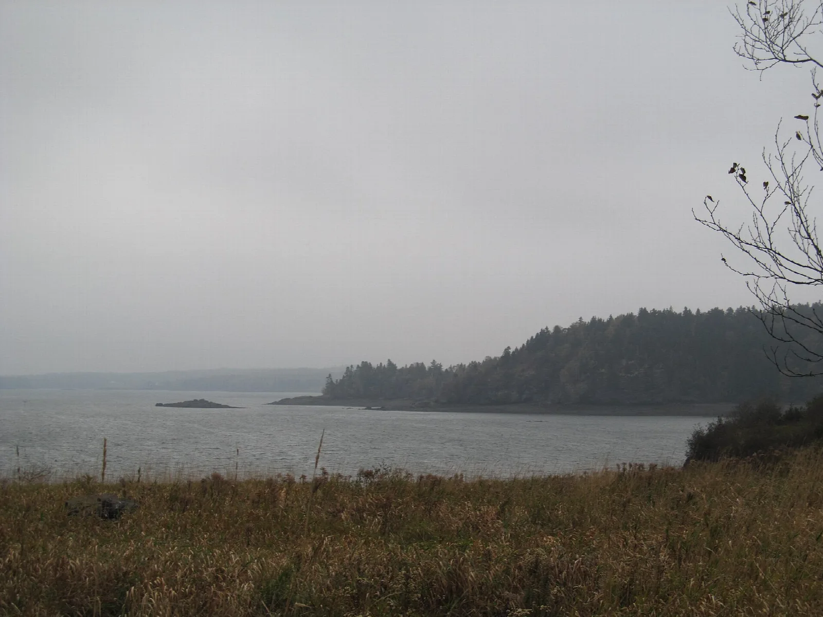 Wooded point across a gray bay, seen over dry grass